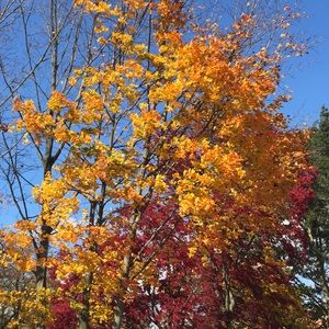 Meet your Posher, Kiresha